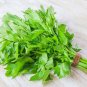 250 US Seeds Lovage Common Herb HEIRLOOM PERENNIAL