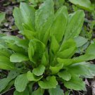 Plantain Herb 250 US Seeds Plantago Major Medicinal Perennial Heat Tolerant