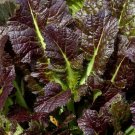 Mustard Giant Red 1000 US Seeds Greens Vegetable Garden