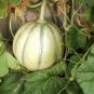 Charentais Cantaloupe 25 US Seeds French Melon Fruit
