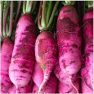 Pink Summercicle Radish 200 US Seeds Ct Raphanus Sativus Vegetable