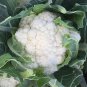 Cauliflower Snowball Y Improved 300 US Seeds Vegetable Garden