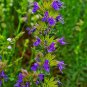 Hyssop 500 US Seeds Common Herb HEIRLOOM PERENNIAL