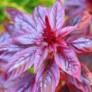 Red Garnet Amaranth 1000 US Seeds Amaranthus Tricolor Annual