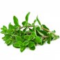 Marjoram 1000 US Seeds Herb Perrenial Sweet Spice