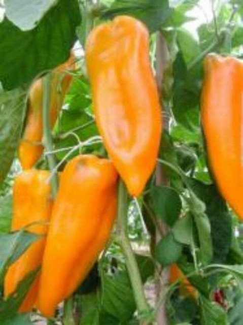 Corno DI Toro Giallo Pepper 30 US Seeds YELLOW Italian Sweet