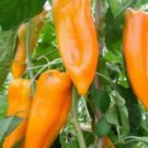 Corno DI Toro Giallo Pepper 30 US Seeds YELLOW Italian Sweet