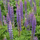 100 US Seeds Lupine Perennis Perrenial Flower DEER RESISTANT