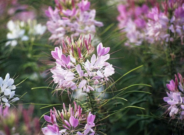 Cleome Spider Plant Flower 100 US Seeds Annual PINK WHITE BLOSSOMS