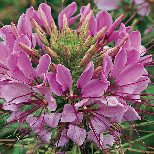 Cleome Spider Plant Flower 100 US Seeds Annual PINK WHITE BLOSSOMS