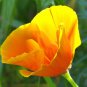 500 US Seeds Orange California Poppy Flower Garden Eschscholzia