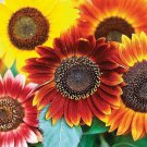 50 US Seeds Sunflower Autumn Beauty Annual Multicolor Mix Cut Flower