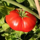 Beefsteak Tomato 100 US Seeds Ct Vegetable Garden HEIRLOOM