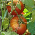 Ace 55 Tomato 100 US Seeds Ct Vegetable HEIRLOOM