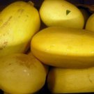 Spaghetti Squash 20 US Seeds Ct Winter Vegetable Garden Heirloom