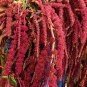 Amaranth Love Lies Bleeding 1000 US Seeds Annual CUT FLOWER