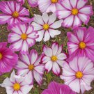 Cosmos Candystripe 100 US Seeds Ct Flower BUTTERFLIES