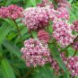 Swamp Milkweed 30 US Seeds Asclepias Incarnata PERRENIAL BUTTERFLIES BEES