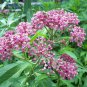 Swamp Milkweed 30 US Seeds Asclepias Incarnata PERRENIAL BUTTERFLIES BEES