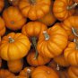 Jack Be Little Pumpkin 15 US Seeds Miniature Mini Tiny