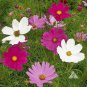 Cosmos 100 US Seeds Sensation Mix Ct Flower Garden ANNUAL