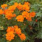 100 US Seeds Cosmos Tall Orange Sulphur Ct Flower Garden ANNUAL