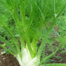 Florence Fennel 250 US Seeds Vegetable Salad Garden