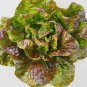 600 US Seeds Lettuce Merveille des Quatre Saisons Marvel Of Four Seasons French