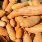 15 US Seeds Squash Pink Banana Jumbo Ct Winter Vegetable