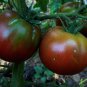 Black Brandywine Tomato 50 US Seeds Ct Vegetable HEIRLOOM