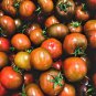 Black Brandywine Tomato 50 US Seeds Ct Vegetable HEIRLOOM