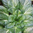 500 US Seeds Tatsoi Mustard Asian Chinese Cuisine