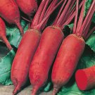 Cylindra Beet 100 US Seeds Ct Vegetable Garden Heirloom