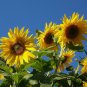 Mammoth Grey Stripe Sunflower 25 US Seeds Ct Flower Heirloom ANNUAL