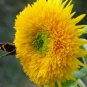 Sunflower 50 US Seeds Teddy Bear Annual Sungold Dwarf Flower