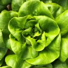 600 US Seeds Lettuce Bibb Butterhead Vegetable