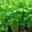 1000 US Seeds Chinese Celery Apium Graveolens Vegetable Garden