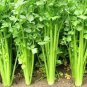 1000 US Seeds Chinese Celery Apium Graveolens Vegetable Garden