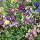 Snapdragon Fairy Bouquet 2000 US Seeds Dwarf Flower Linaria Maroccana
