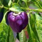 Purple Beauty Bell Pepper 30 US Seeds Sweet Capsicum Annuum Vegetable