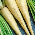 Parsley Hamburg Rooted 500 US Seeds Herb Heirloom