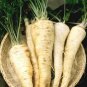 Parsley Hamburg Rooted 500 US Seeds Herb Heirloom