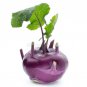 Kohlrabi Purple Vienna 500 US Seeds Vegetable HEIRLOOM