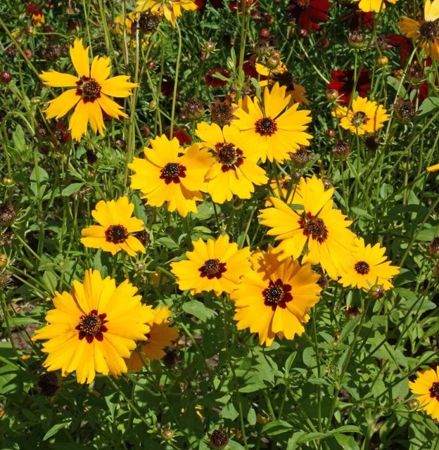 200 US Seeds Golden Wave Tickseed Coreopsis Basalis Annual Flower