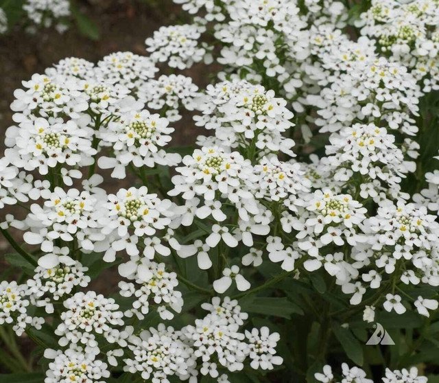 Candytuft Empress Rocket 250 US Seeds Annual FLOWER Iberis Amara