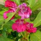 200 US Seeds Balsam Camellia Impatiens Balsamina Flower Annual