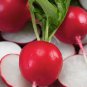 Early Scarlet Globe Radish 200 US Seeds Ct Vegetable Garden Heirloom