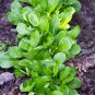 Dutch Corn Salad 500 US Seeds Broad Leaved Mache Greens Vegetable Garden