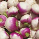 Purple Top Turnip 600 US Seeds White Globe Vegetable