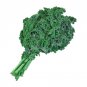 500 US Seeds Kale Dwarf Siberian Vegetable Garden